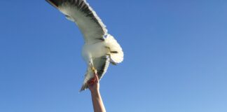 Essa sou eu, chamando a atenção da Gaivota pra foto dentro do Barco Tô de Boa. Foto: Neilane Morais.